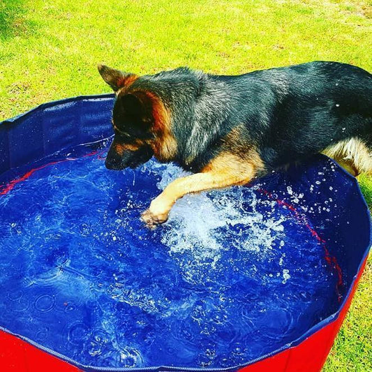 Portable Foldable Dog Paddling Pool - 2  Sizes & 2 Colours