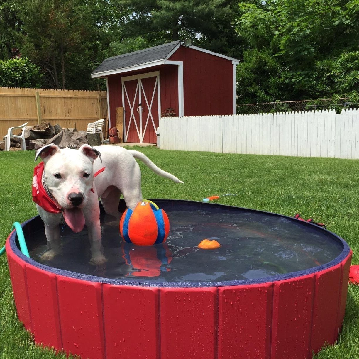 Portable Foldable Dog Paddling Pool - 2  Sizes & 2 Colours