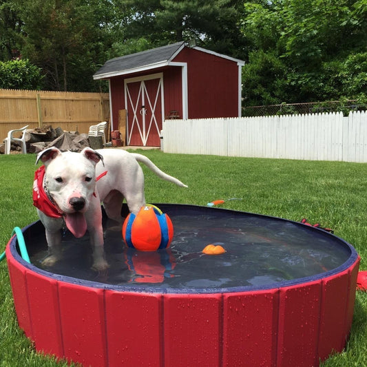 Portable Foldable Dog Paddling Pool - 2  Sizes & 2 Colours